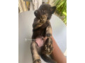 chiot-malinois-small-0