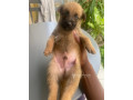 chiot-malinois-small-1