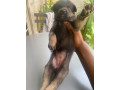chiot-malinois-small-2