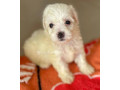 chiot-bichons-maltais-small-0