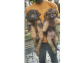 chiot-berger-allemand-small-0