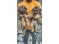 chiot-berger-allemand-small-1
