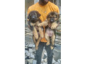 chiot-berger-allemand-small-2