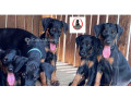 chiot-doberman-small-1