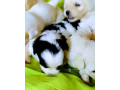 caniche-griffon-small-0