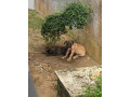 chiot-boerboel-small-1