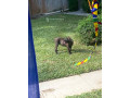 chiot-boerboel-small-2
