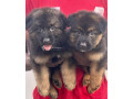 chiot-bergers-allemands-small-0