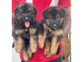 chiot-bergers-allemands-small-1