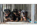 chiot-rottweiler-small-0