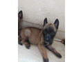 chiot-berge-malinois-small-0