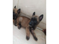 chiot-berge-malinois-small-1