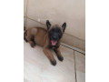 chiot-berge-malinois-small-2