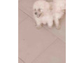 chiots-bichon-frise-small-1