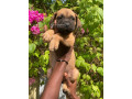 chiot-boeubull-small-0