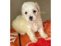 bichon-maltais-small-0