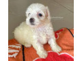 bichon-maltais-small-1