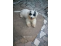 bichon-maltais-small-2