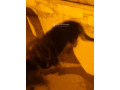 chiot-caniche-allemand-small-1