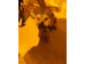 chiot-caniche-allemand-small-2