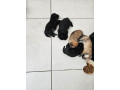 chiots-maltipom-small-0