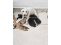 chiots-maltipom-small-1