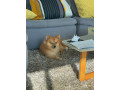 chiots-maltipom-small-2