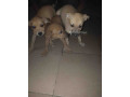 chien-small-0