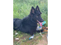 chiot-berger-allemand-small-1