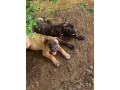 chiot-boerboel-small-1