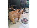 chiot-berger-malinois-small-1