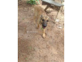 chiot-berger-small-1