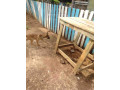 chiot-berger-small-2