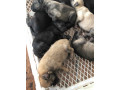 chiot-malinois-small-0