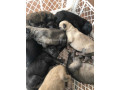 chiot-malinois-small-1