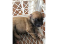 chiot-malinois-small-2