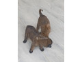 chiot-malinois-small-0