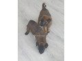 chiot-malinois-small-1