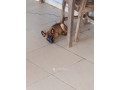 chiot-malinois-small-2