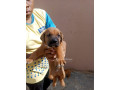 chiot-ridgback-small-1