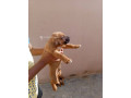 chiot-ridgback-small-2