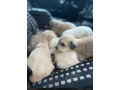 chiots-caniche-small-0