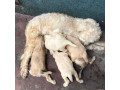 chiots-caniche-small-1