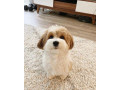 chiot-bichon-small-1