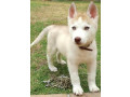 chiot-husky-small-1