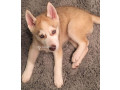 chiot-husky-small-2