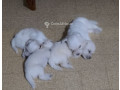 chiot-bichon-frise-small-0