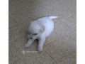 chiot-bichon-frise-small-1