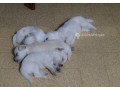 chiot-bichon-frise-small-2
