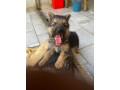 chiots-berger-allemand-small-0